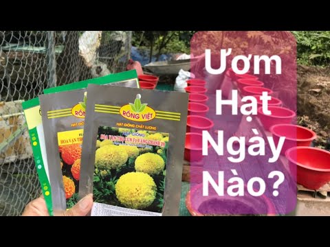 Video: Gieo hoa gì để gieo hạt vào tháng 2 (ảnh)