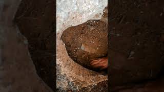 Treasure Hunt With Metal Detector