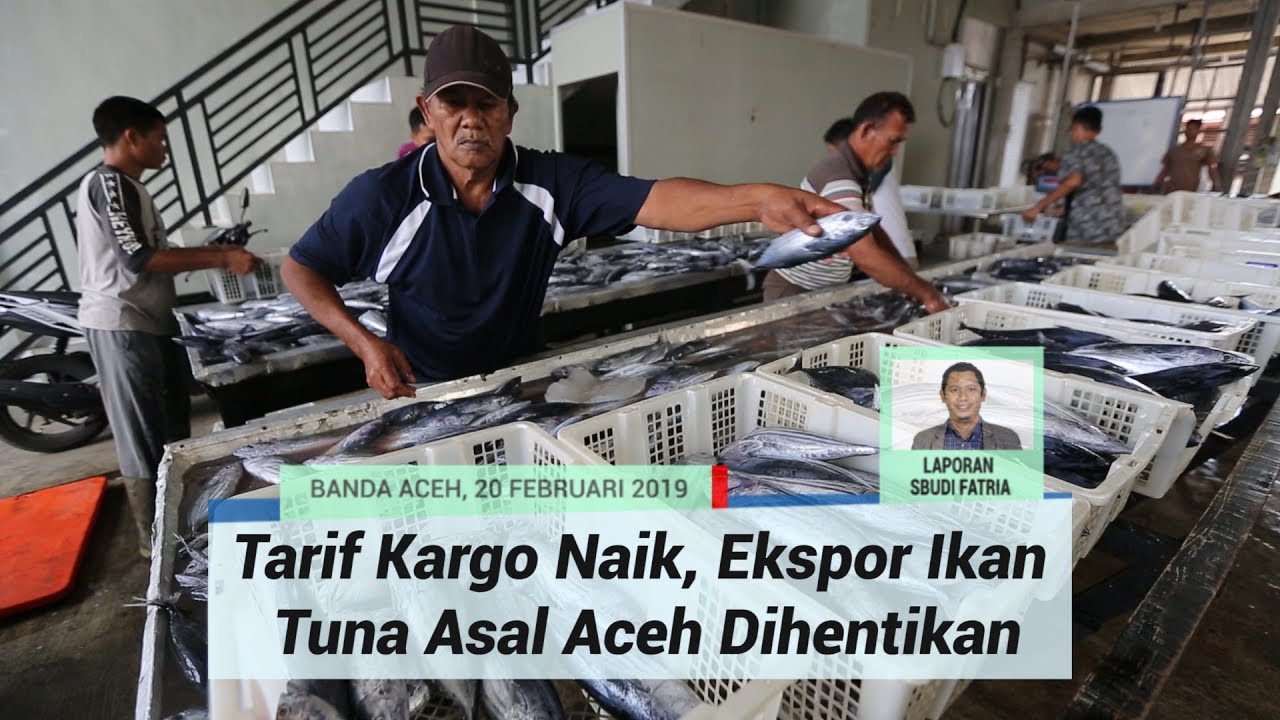 perjalanan ke langkawi Tarif Kargo Pesawat Naik Tiga Kali Lipat, Eksportir Aceh Stop Kirim Ikan Tuna ke Jepang