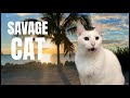 Cats sing Savage Love by Jason Derulo