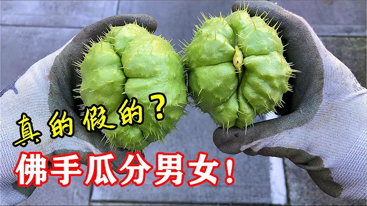 佛手瓜居然也分男女？四大神奇特徵，佛手瓜如何留種？【種菜養花 - 佛手瓜】 - 天天要聞