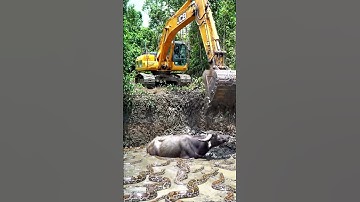 Buffalo Surrounded by GIANT Pythons 🐍😱 — Then This Happened…🚜🔥#shorts #animals #ytshorts #usa