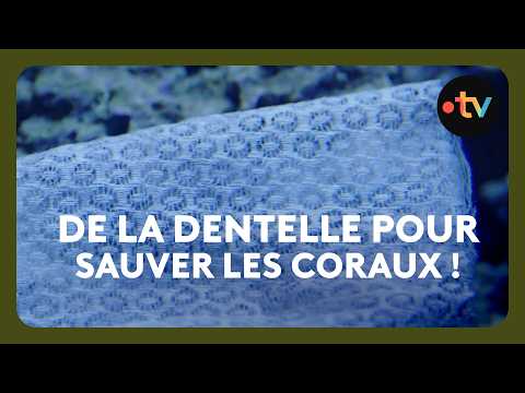 This visual artist uses lace to protect coral!