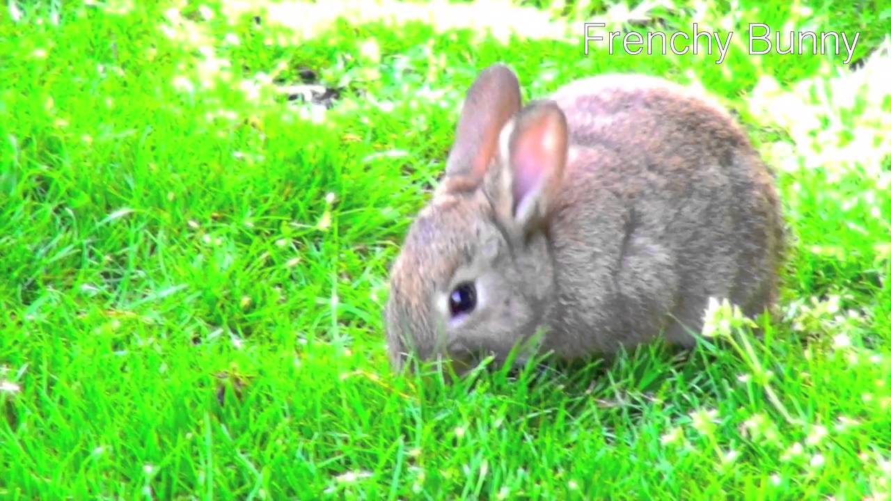 Musique de détente, pour enfants, bébé, sommeil, relaxation ♥♥ Petits lapins