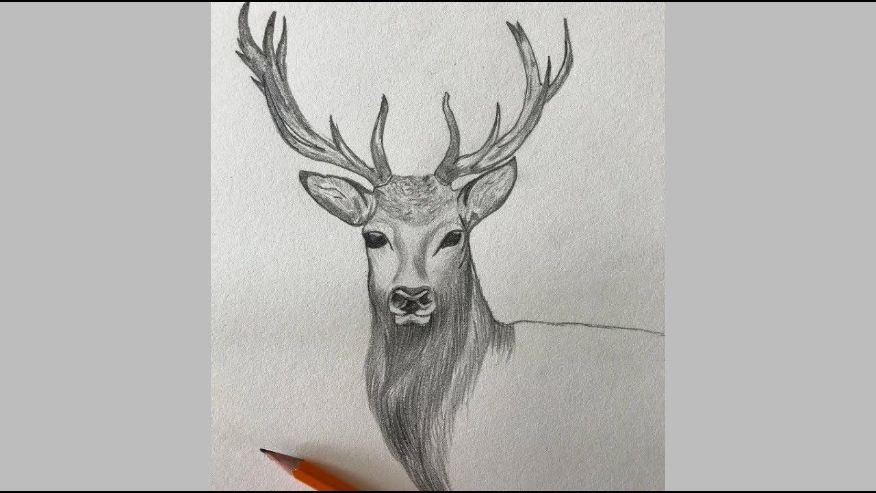 18 Drawing Sketch deer drawing for Online