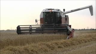 Laverda 3890 Threshing Wheat. Part 1.