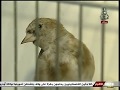 جمعية ترقية تربية الطيور الجزائر العاصمة 