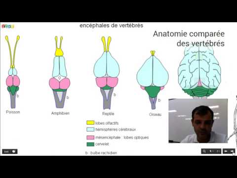 Vidéo: Qu'est-ce que l'anatomie comparée des vertébrés ?