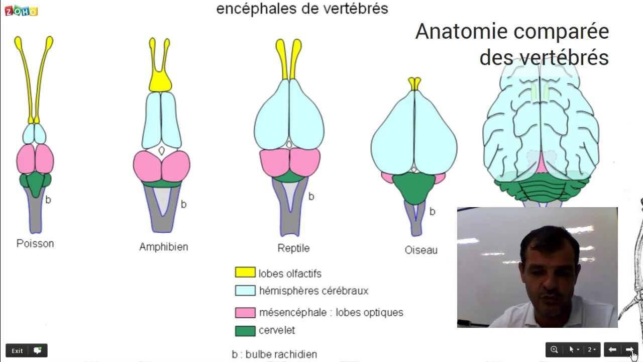 Anatomie comparée des vertébrés - YouTube