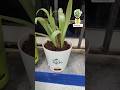 Pot and Bloom Self Watering Plant Pot | indoor plants pot @plant #pot #gardening