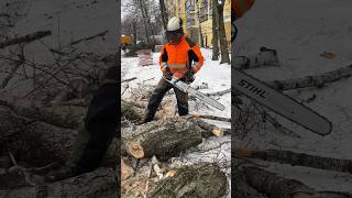 Stihl Ms 462 В Деле🔥 #Chainsawman #Arboristika #Arboristlife #Stihl #Husqvarna #Treework #Вальщик