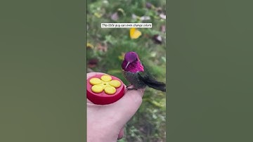 Hummingbird got caught in a spider web 🕷️🕸️
