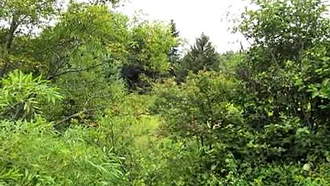 Homes for Sale - 0 Charlotte Valley Rd Summit NY 1...