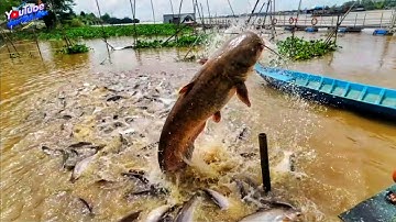 Đàn cá khủng trên sông tiền KHÔNG AI DÁM BẮT!