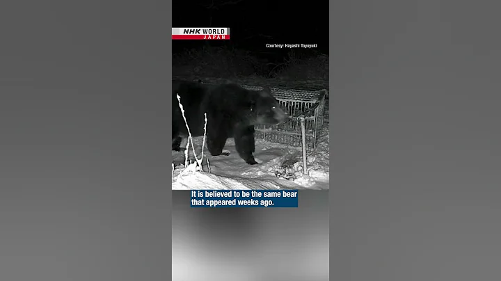 380-kg brown bear captured in HokkaidoーNHK WORLD-JAPAN NEWS #shorts