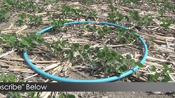 Soybean School: Pre -Till vs No -Till