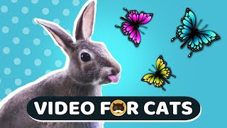 CAT GAMES  Birds, Butterflies, Rabbits, Chipmunks, Squirrels | Video for Cats | CAT TV | 1 Hour.
