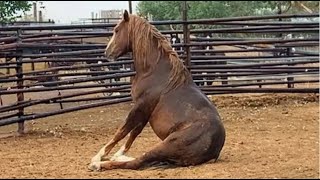 The Best Funny Horse Companion #1 by Animals So Cute 45,348 views 1 month ago 15 minutes
