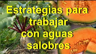 Estrategias de Fertirriego con Aguas muy Saladas