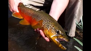 Rainbow Falls Mountain Trout - Stocking Day September 2023