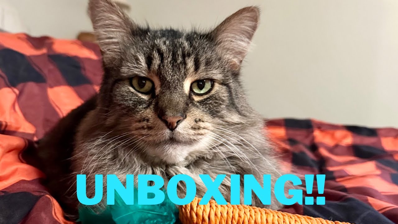 Pet Treater Unboxing with 2 kitty cats! November 2022