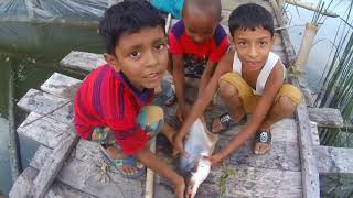 Amazing hook fishing videos | catching Big pangas fish by small Boy #fishing