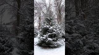 Засніжені ялинки /Snow-covered fir trees