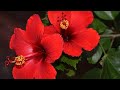 15 MOTIVOS PARA CULTIVAR "HIBISCO"