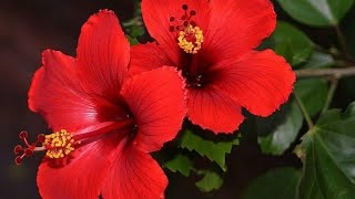 15 Motivos para Cultivar a Planta Hibisco