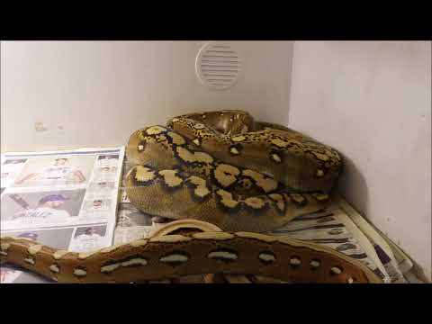 Βίντεο: Reticulated Python - Python Reticulatus Reptile Breed Υποαλλεργικό, Υγεία και Διάρκεια Ζωής