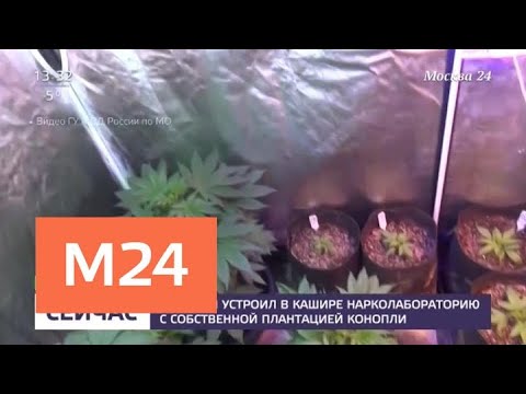 Москвич устроил в Кашире нарколабораторию с собственной плантацией конопли - Москва 24