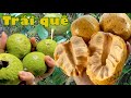 TRÁI DẠI NHÀ QUÊ gợi lại miền kí ức| Đặc sản miền sông nước