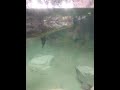 Alligator vibing for 7 seconds