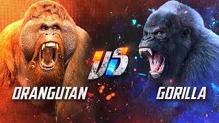 Gorilla VS Orangutan