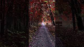 Dreamy Autumn Forest - Peaceful Relaxation Music #effexxion