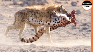Hyenas Tear a Leopard For Vengeance