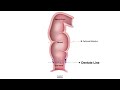 Hcc 1475 7b  rectum anus anatomy