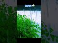 barish#uttrakhnd #viralshorts