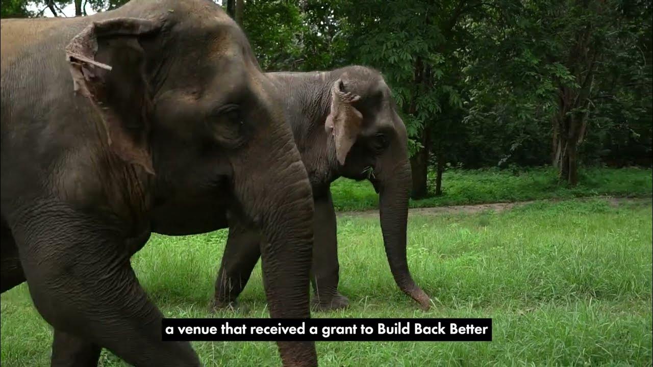 What do you need to feed an elephant? YouTube