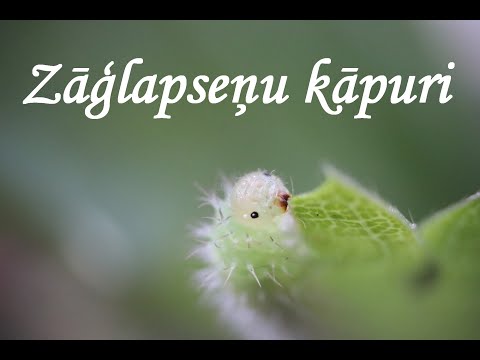 Video: Ķiršu Zāģlapsene Ir Slidens Ienaidnieks