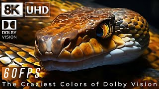 The Craziest Colors of Dolby Vision HDR 8K 60FPS - Dolby Atmos