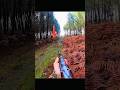 very very close deer hunting perfect shot#deer #hunting #chasse#chase#caccia#moose