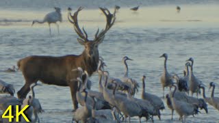 Hirsch &amp; Kraniche am Pramort   --  Red Deer &amp; Cranes at Pramort / Baltic Sea North Germany