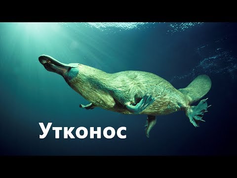 Вопрос: Утконос к какому семейству относится?