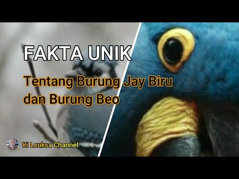 Video: Adakah burung biru dan jay biru adalah sama?