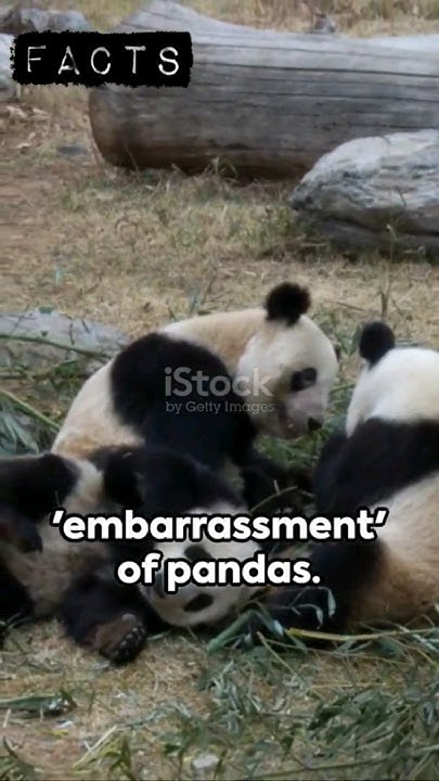 did you know what a group of pandas is called ? #facts #didiyouknow #