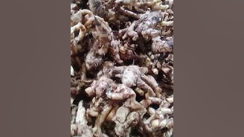 Củ nghệ bọ cạp tươi , củ nghệ bọ cạp giống