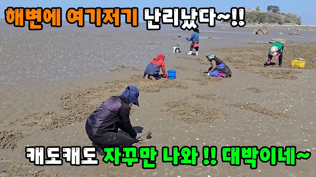 독산해수욕장 해변 여기저기 난리가났네~~ 캐도캐도 자꾸만 나와 대박이네~!!