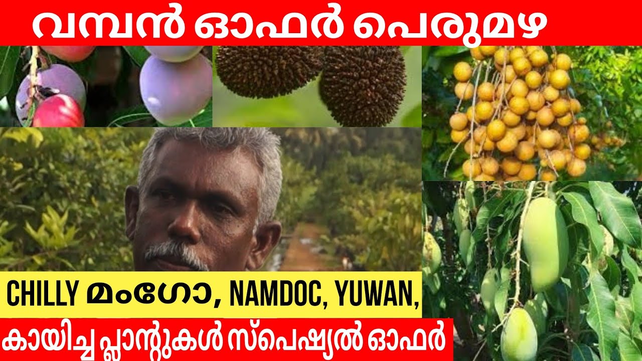 വമ്പൻ ഓഫർ പെരുമഴ ഫ്രൂട്ട് പ്ലാന്റ്സ് വൻ വിലക്കുറവിൽ | Fruits Nursery | Kerala