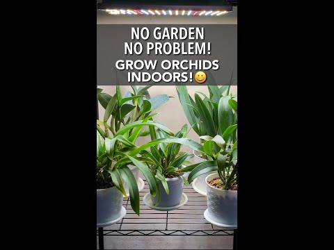 Video: Cresc phalaenopsis superb acasă